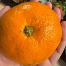 구찌닭 | 목포 굴보쌈, 닭골뱅이탕 맛집| 구찌포차