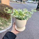마요앤플라워