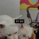 푸드독 | 일산 애견동반 브런치 소노캄고양 띵킹독 재방문 의사 없는 실망 후기