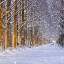 담양 반딧불 이미지