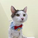 파주고양이 미용실 이미지