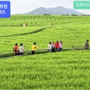 5월1일(금) 고창 청보리밭,학원농장,선운사,고창읍성 당일여행 이미지