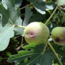 무화과나무 이미지