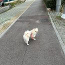 에스동물병원 | 울산 달동 24시 야간진료 에스동물병원 강아지 장염,췌장염 검사 결과 후기