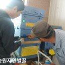마이비양봉