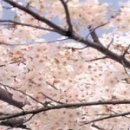 관음사의 왕벚나무자생지 이미지