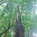 제천~원주 오지 생태숲 및 십자봉 이미지