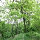 금병산 누리길 | 비학산~금병산 누리길 - 세종 걷기 좋은 길