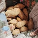 도사리 여주 꿀 농장 | 100%무농약 겨울간식추천 여주고구마 호박고구마 5KG 후기