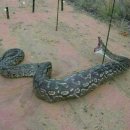 사진주의) 전기 철조망에 잡힌 거대한 뱀 이미지