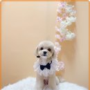 이로애견미용실 이미지