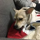 민 동물병원(동물미용) 이미지