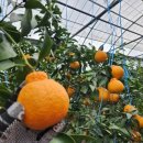 길자농장 이미지