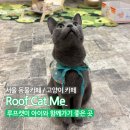 고양이카페 루프캣미 명동점 이미지