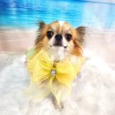 라라그루밍 이미지