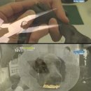 안녕, 멍멍아 이미지