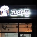 고아똥펫그루밍