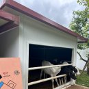 호동목장 이미지