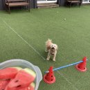 투독플레이스 | [가평 여행 1일차] 애견동반여행 / 삼삼조약돌숯불닭갈비 / 투독플레이스