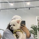 포리애견 이미지