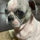 온천동물병원 이미지