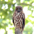 구두수선가게옆 이미지