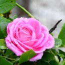 풍요의 정원 이미지