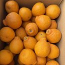 희동이네 | 희동이네 한라봉 솔직 후기