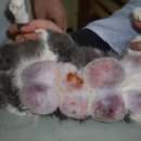 날으는고양이 이미지