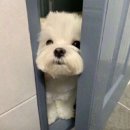 오이삼계탕 이미지
