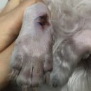 경상국립대학교 동물의료원 | [경상남도 진주시 가좌동][경상국립대학교 동물의료원] 전신마취로 발등 피지낭종 제거