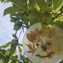 세이유치원 이미지