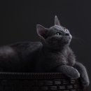 검은고양이 이미지