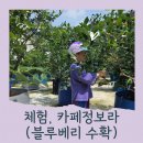 비봉농원 | [수원 / 용인 / 화성] 아이와 블루베리 수확 체험 비봉농원 그리고 카페정보라 (내돈내산, 솔직후기)