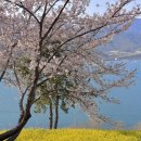 낙동강남지유채마을협동조합 | 4월 남해 여행. 바다와 유채꽃의 조합! 인생샷 찍고 오세요! 남해 &lt;왕지벚꽃길&gt; 사진 포인트