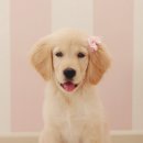 이쁜강아지 이미지