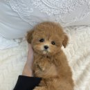 오독안심분양센터 강아지분양 고양이분양 시흥점 | 가족을 맞이하는 기쁨, 시흥 강아지 분양 후기