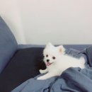 보라종합동물병원 이미지