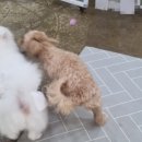 독스호텔리어 이미지