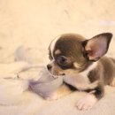 도그마루 강아지고양이 의정부노원점 이미지