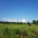 수일목장 이미지