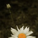 별하나나하나펜션 이미지