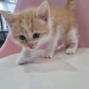 펫하임 강아지 고양이 이미지