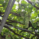 옹진냉면집 | 인천 주안 50년 전통 '변가네 옹진냉면' 리얼 후기🍜