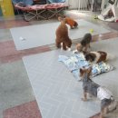도도네 개집 네이버블로그