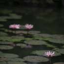 꽃향기 - 인제군 조침령로 659-4 | 꽃향기