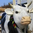 은아목장 이미지