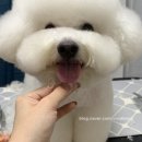 비비드봉