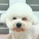 국제애견미용학원