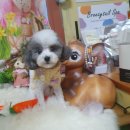 늘 예쁘개 이미지